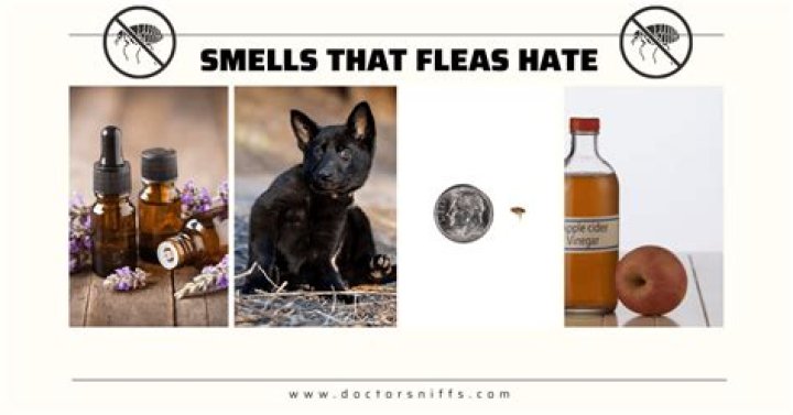 What smell do rats not like?
