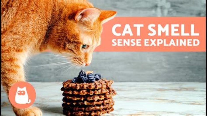 What smells are cats attracted to?