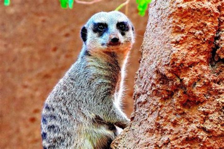 What species is Jenova?
