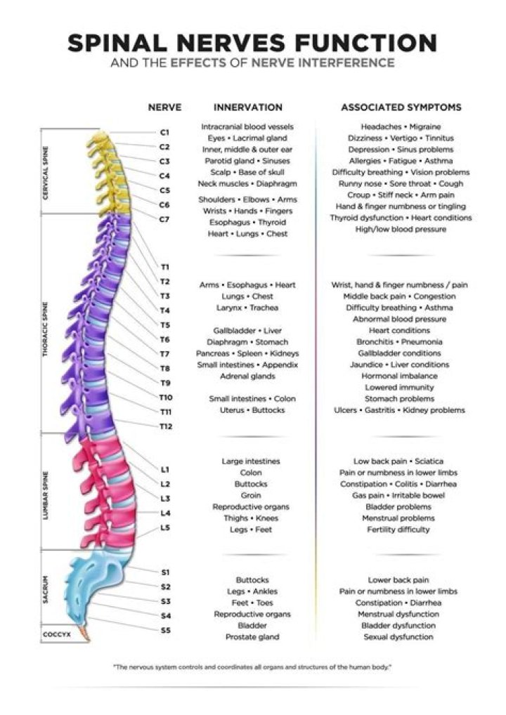What spinal nerves affect the knee?