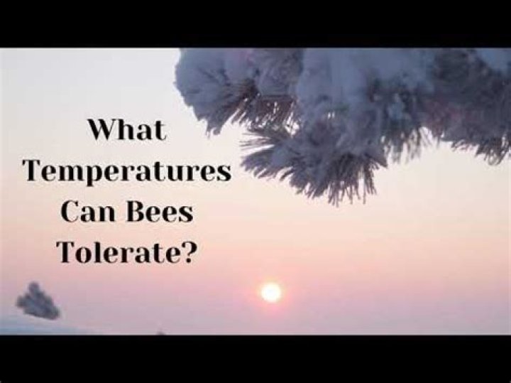 What temp is too cold for bees?