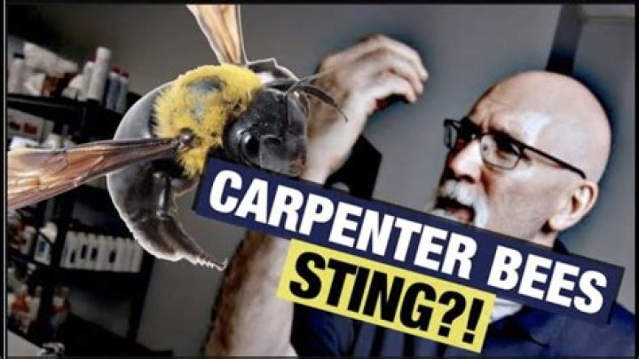 What time in the morning do carpenter bees come out?