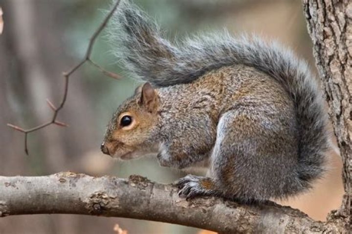 What time in the morning do squirrels come out?