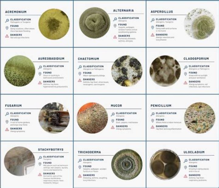What time of day are mold spores most active?