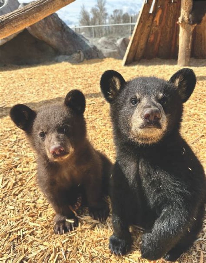 What time of day do black bears come out?