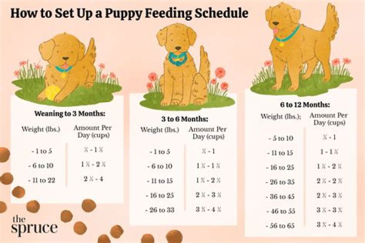 What time should a 8 week old puppy go to bed?