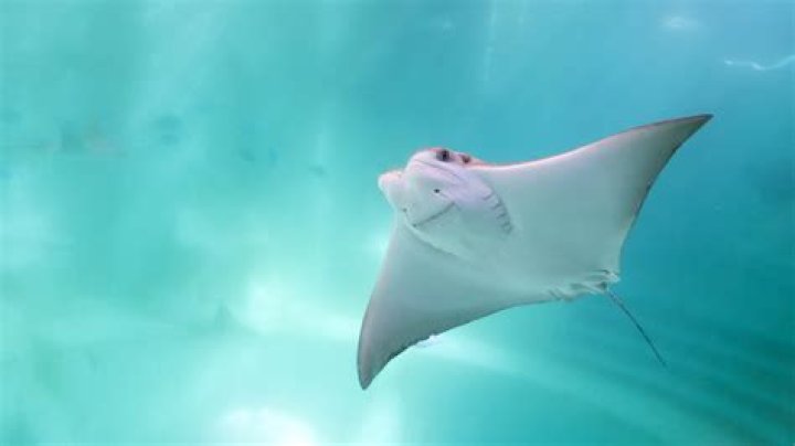 What to do if a bat touches you?