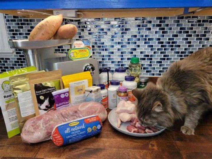 What to do if a cat adopts you?
