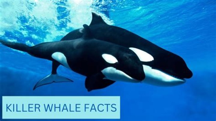 What to do if a killer whale approaches you?