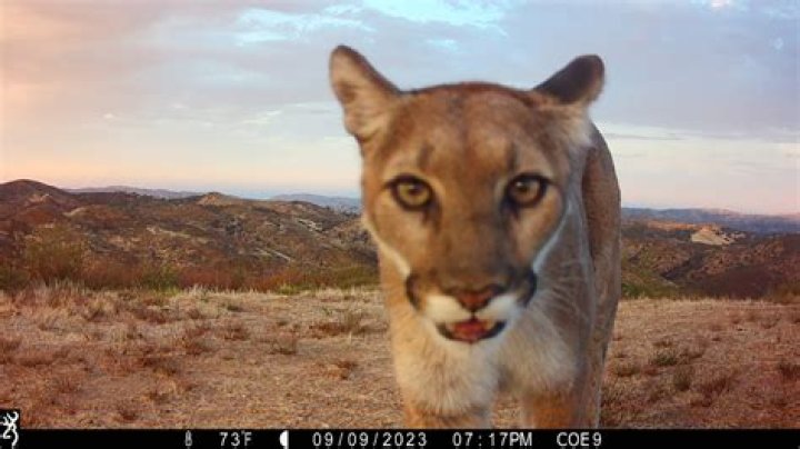What to do if you see a mountain lion while hiking?