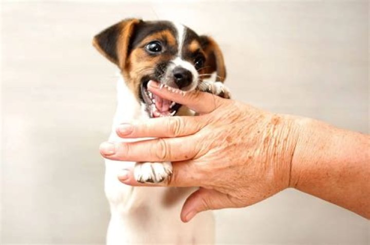 What to do if your dog bites you in the face?