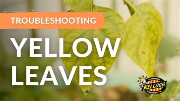 What to do with yellowing leaves?
