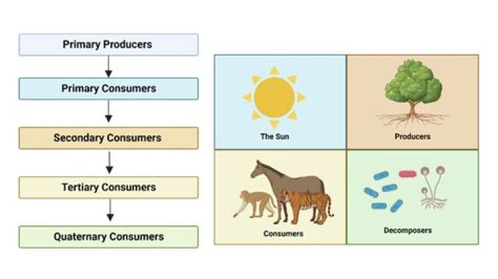 What type of consumer is a human?