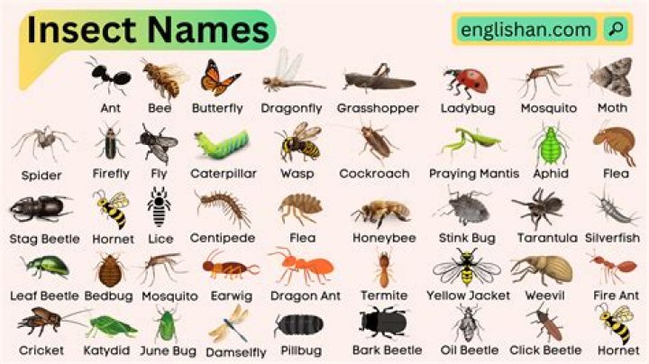 What type of insect is a true lover's knot?