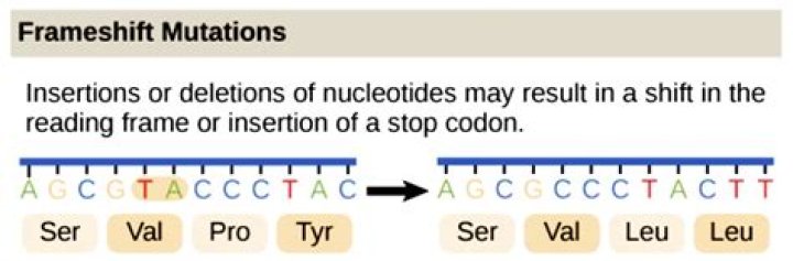 What type of results result in frameshift mutation?