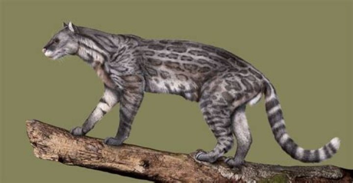 What was the first cat on earth?