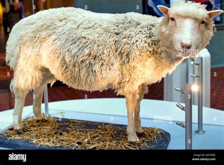 What was the first cloned animal?