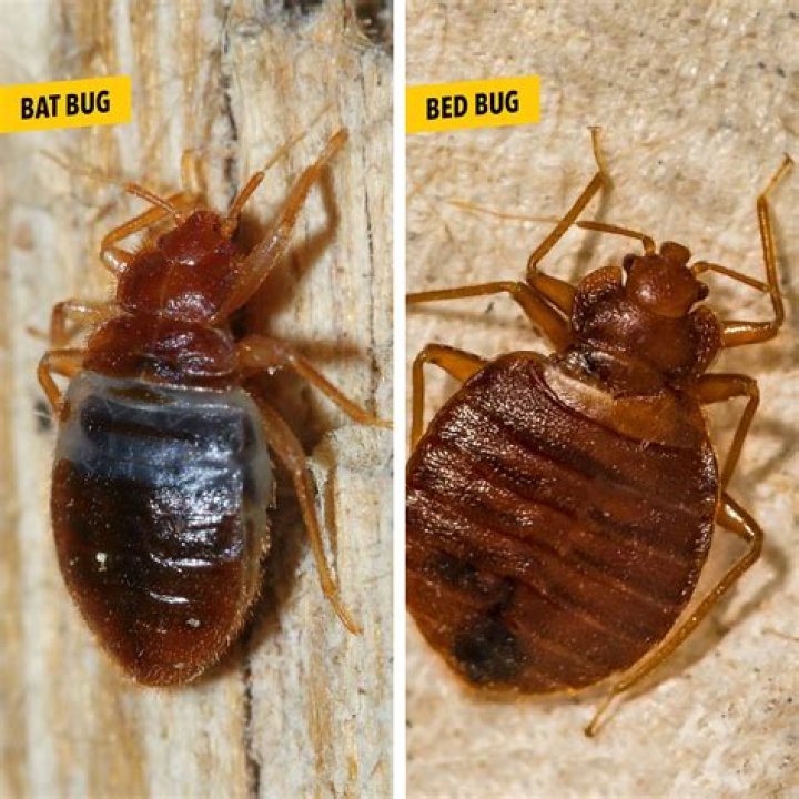 What will repel bed bugs?