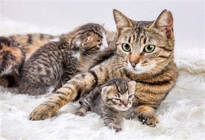 When can humans touch kittens?