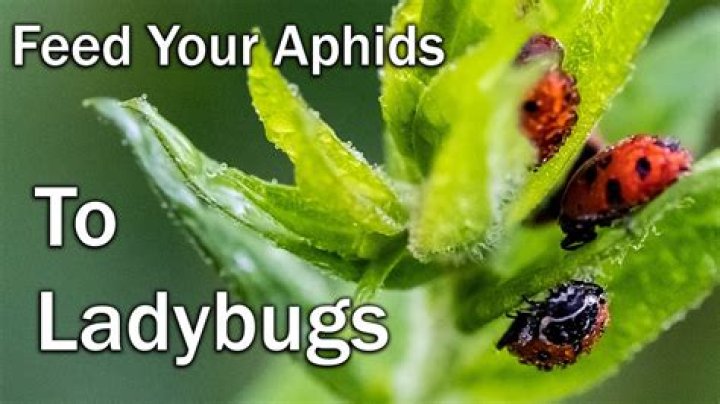 When ladybugs cross your path?