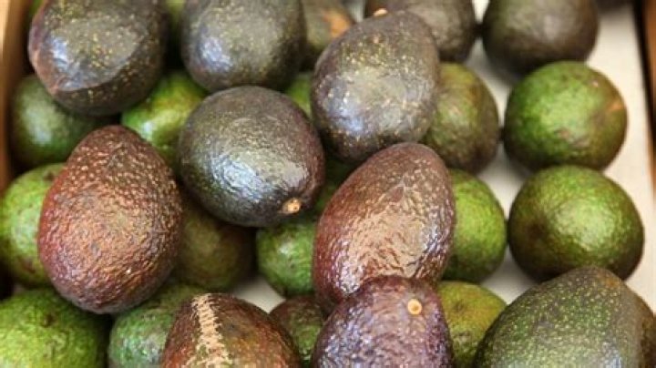Where are the best avocados in the world?
