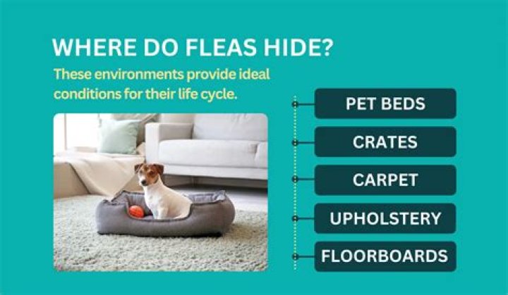 Where do fleas hide in a house?