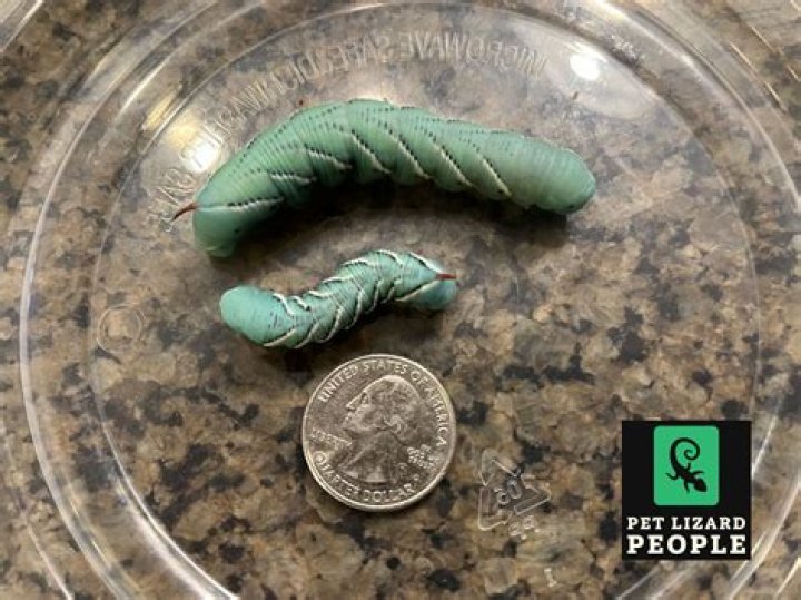 Where do hornworms cocoon?