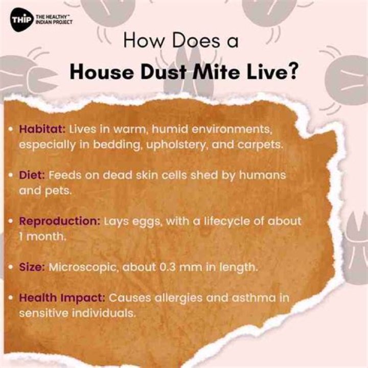 Where do mites live in your house?