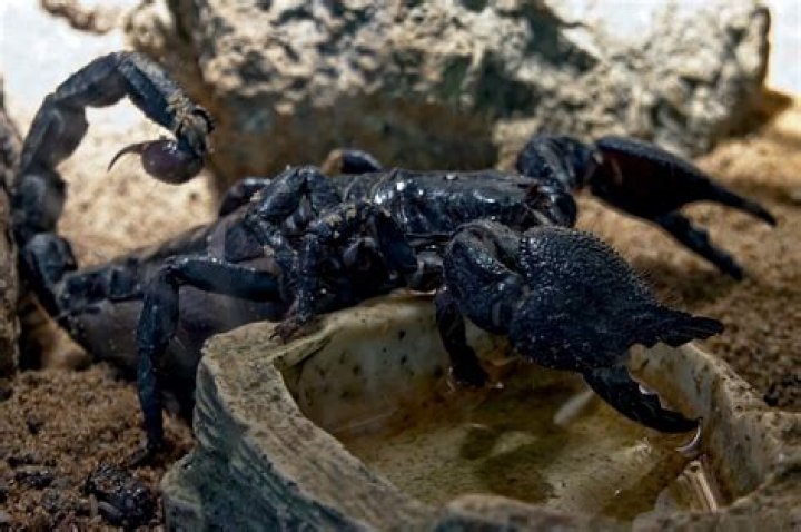 Where do scorpions hide in houses?