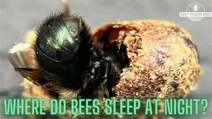 Where do the bees go at night?