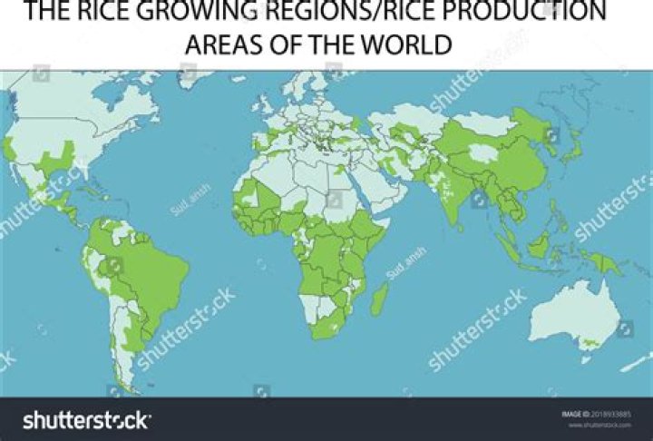 Where does the arsenic in rice come from?
