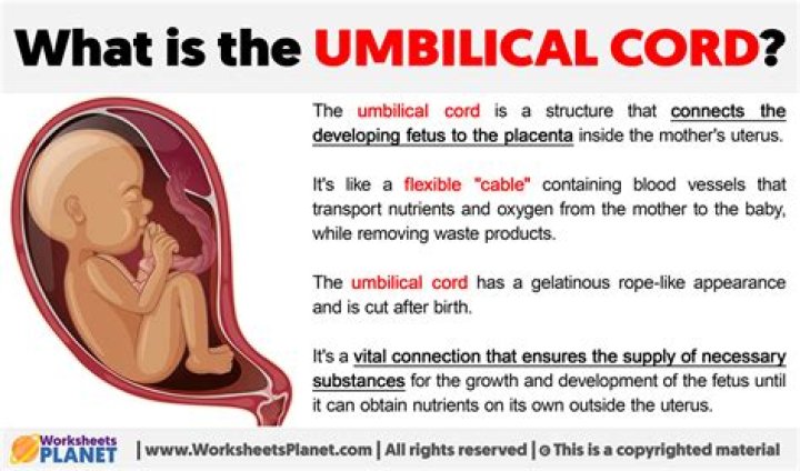 Where does the umbilical cord go inside the baby?