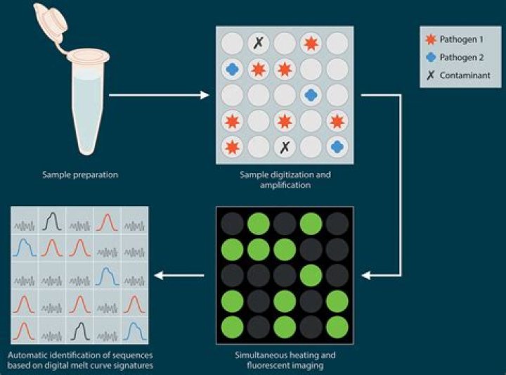 Where is Mycobacterium Phlei found?