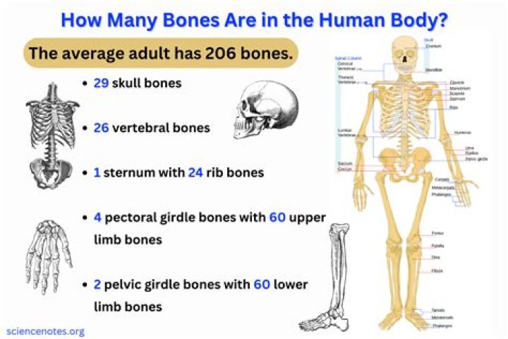 Where is the 7th rib in the human body?