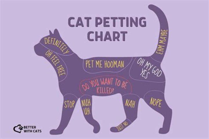 Where should you not pet cats?