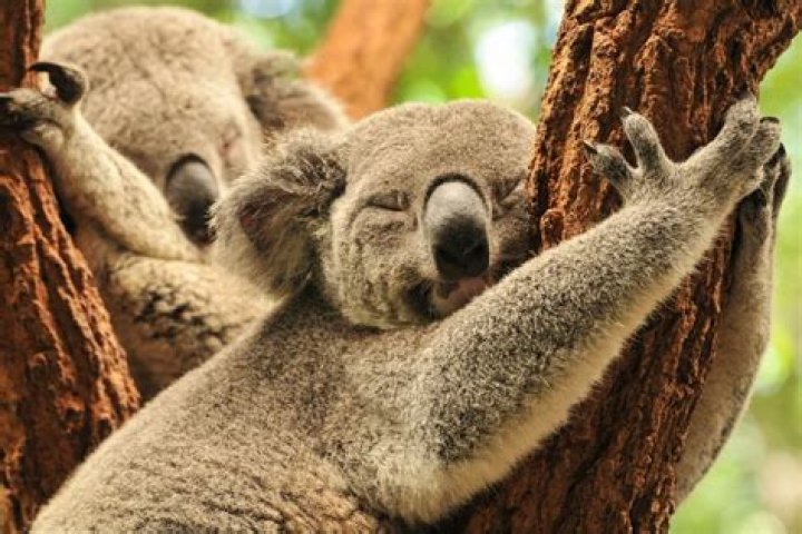 Which animal sleeps 22 hours a day?
