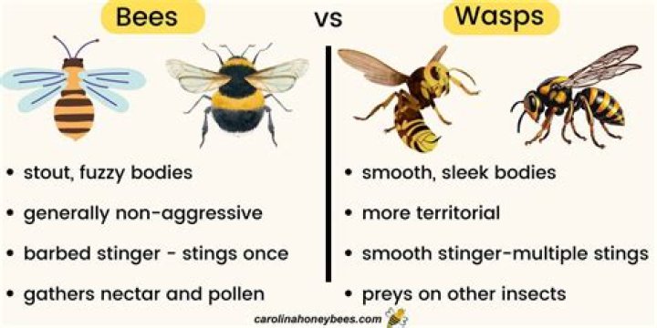 Which are more aggressive bees or wasps?