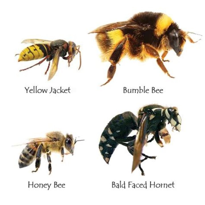 Which are more aggressive bumble bees or honey bees?