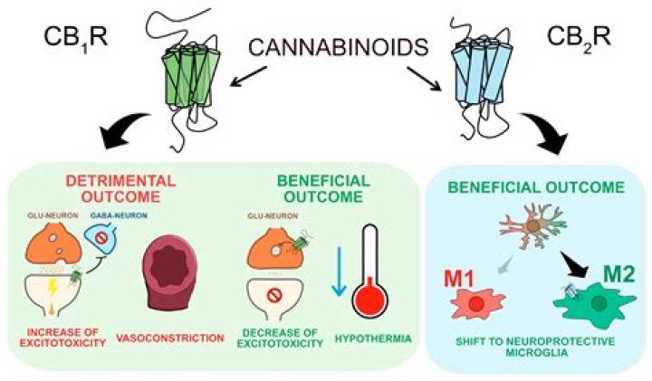 Which cannabinoid is best for fibromyalgia?