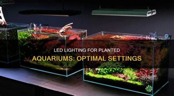 Which Colour light is best for planted aquarium?
