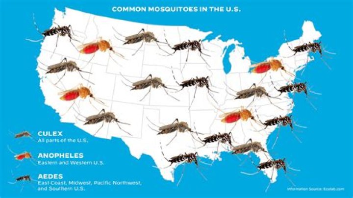 Which country has highest mosquitoes?