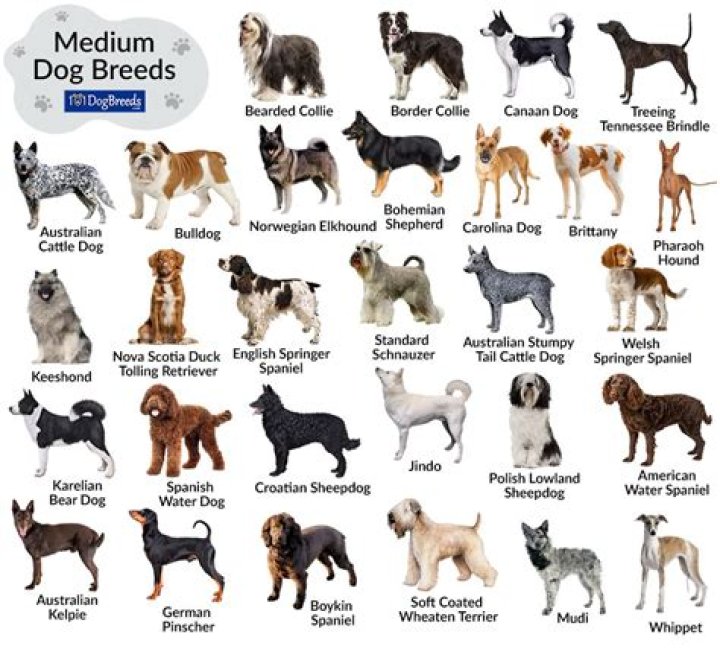 Which dog breed kills most humans?