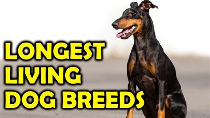 Which dog breed lives longest?