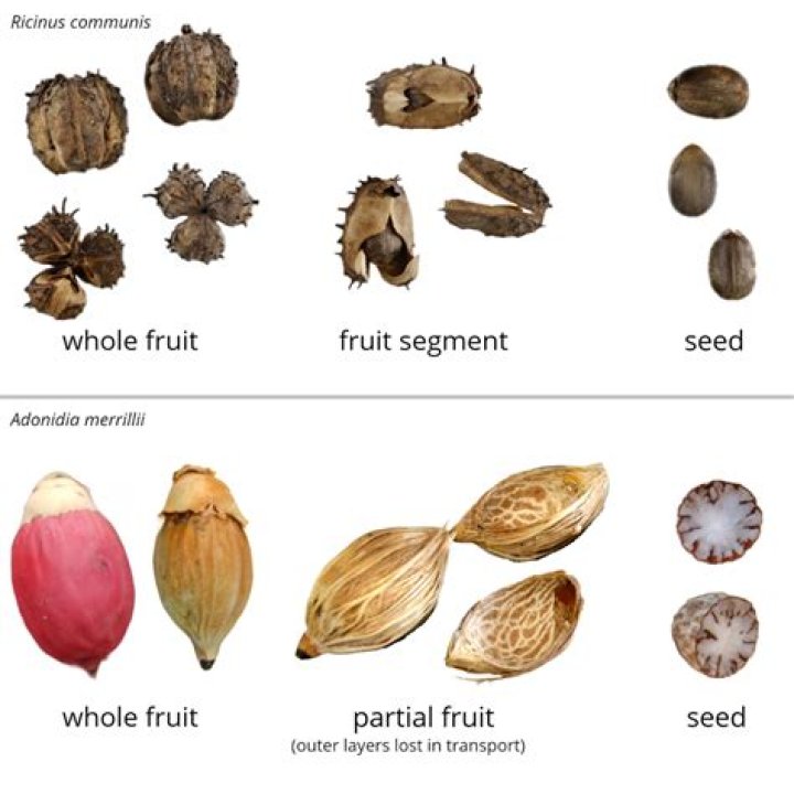 Which fruit has many seeds?