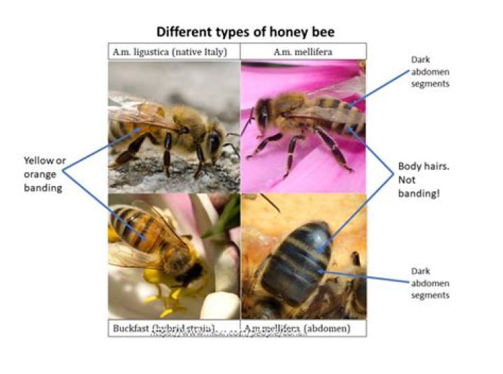 Which honey is poisonous?