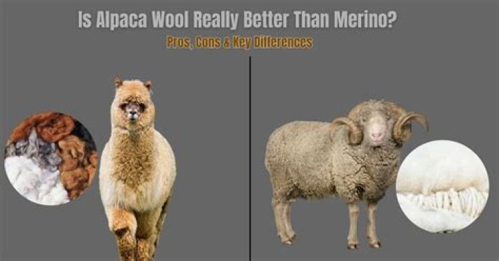 Which is better merino or alpaca?