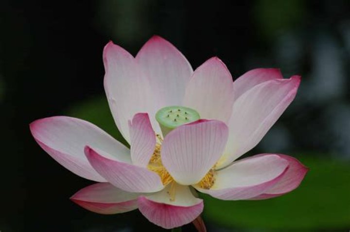 Which is India's national flower?