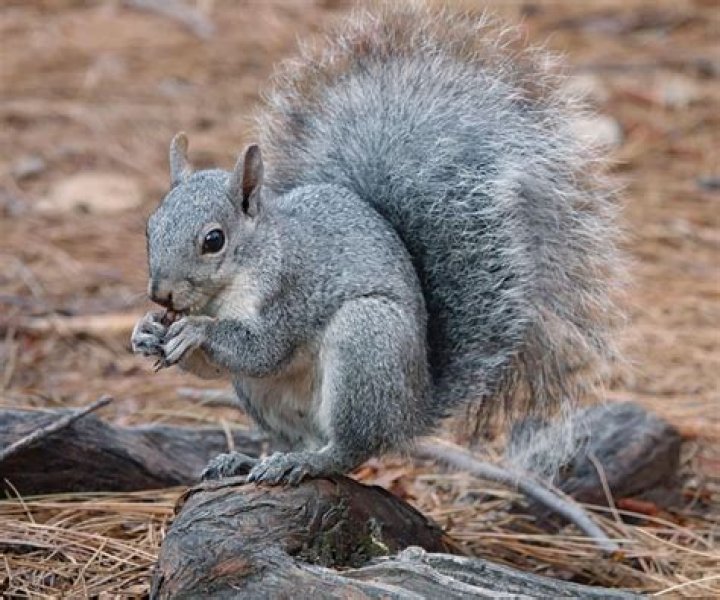 Which is smarter squirrel or rat?