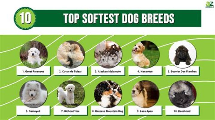 Which is the softest dog?
