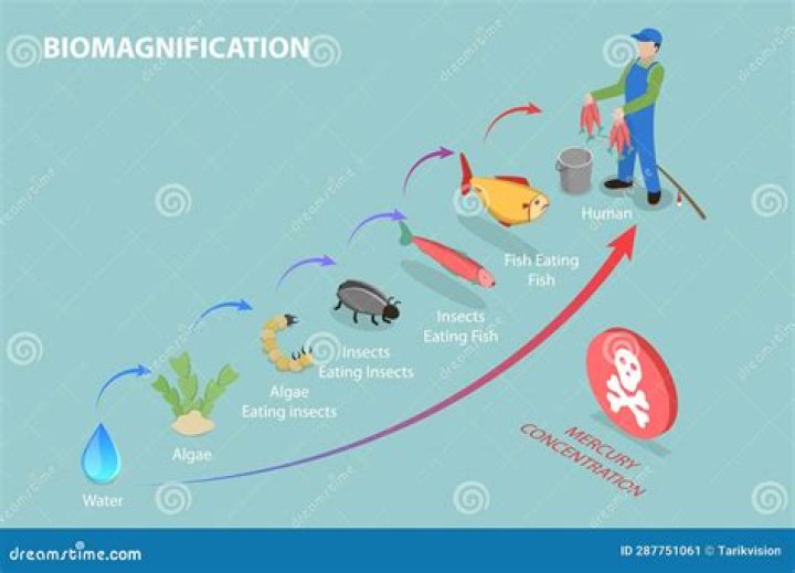 Which of the following causes biomagnification in food chains?